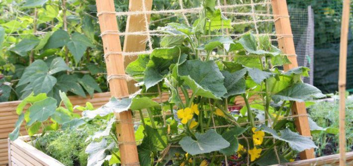 چطور در تراس خانه خیار پرورش دهیم؟